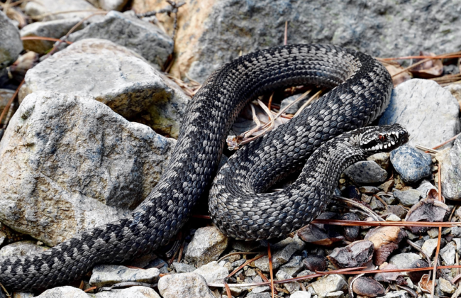 В Хорватии змея укусила нетрезвого мужчину — и умерла от алкогольного отравления