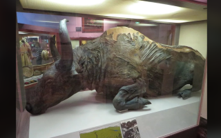 Ученые приготовили рагу из бизона, который пролежал в вечной мерзлоте 50 тысяч лет — говорят, было вкусно