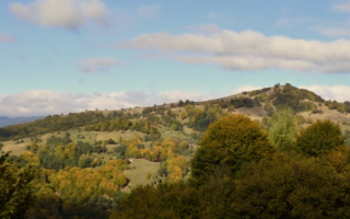 На Закарпатье прокуратура судится за сохранение 527 гектаров уникальных лесов