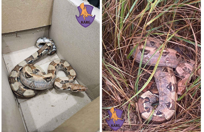 В лесу возле Броваров заметили питона длиной более метра