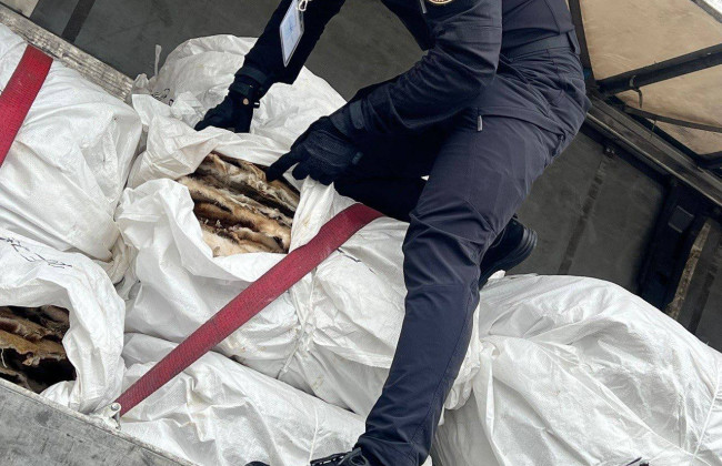 Хотел сэкономить: руководитель фабрики лишился на границе партии бобрового меха на 10 миллионов гривен