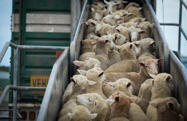 ЕС не может договориться о новом законе о перевозке животных — переговоры заблокированы