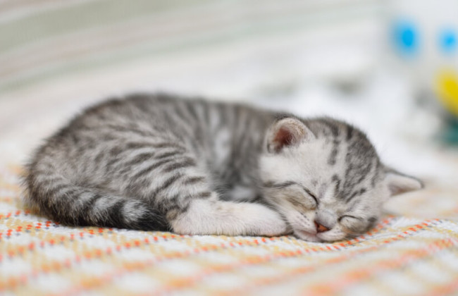 В Одесской области 30-летний мужчина убил щенка и пытался задушить котенка: в полицию заявила его мать