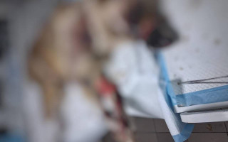 На Івано-Франківщині чоловік прив’язав собаку та тягнув за авто і залишив помирати в кюветі
