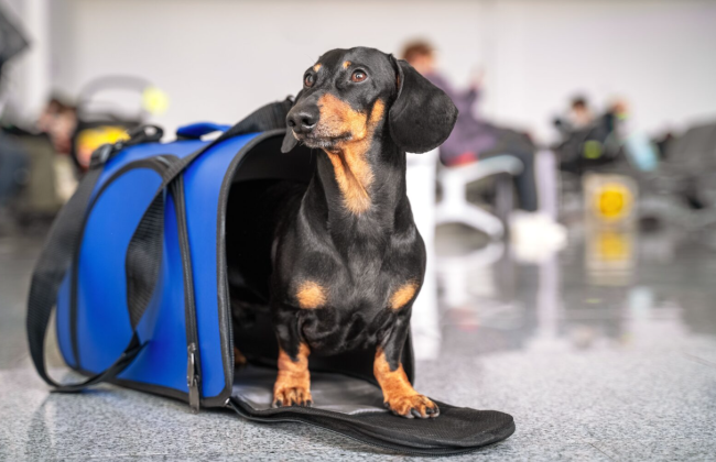 Суд ЄС визнав: домашніх тварин під час перельоту можна вважати «багажем»