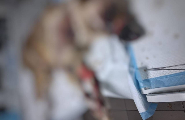 В Ивано-Франковской области мужчина привязал собаку, тащил за автомобилем и оставил умирать в кювете