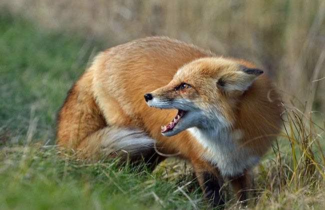 В одном из районов Киева ввели карантин из-за обнаружения бешенства у дикой лисы