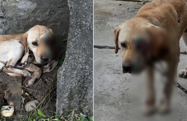 На Закарпатье мужчина тянул собаку мототрактором — полиция расследует инцидент