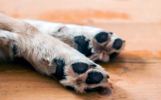 У Рівному судитимуть чоловіка, який застрелив собаку і зняв це на відео