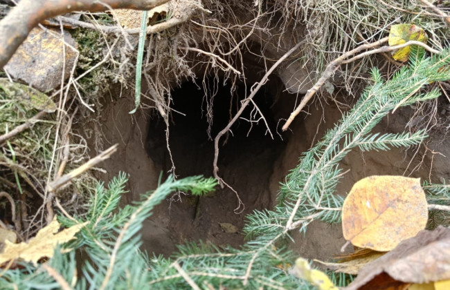 В Польше нашли туннель «кротов» под границей с Беларусью