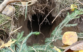 В Польше нашли туннель «кротов» под границей с Беларусью