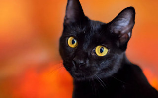 В іспанському місті Терраса перед Гелловіном заборонили брати з притулків чорних котів, щоб захистити їх від ритуалів