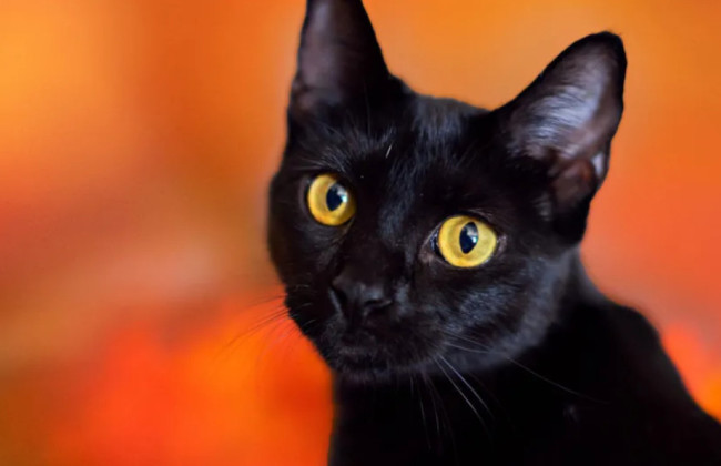 В испанском городе Терраса перед Хэллоуином запретили забирать из приютов черных кошек, чтобы защитить их от ритуалов