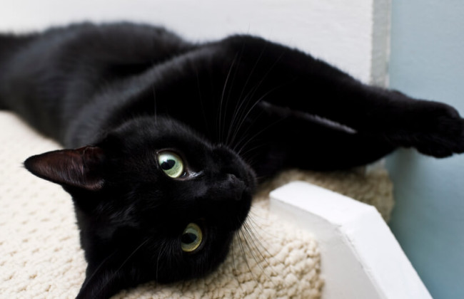 В Испании временно запретили отдавать черных кошек из-за риска «ритуалов» на Хэллоуин
