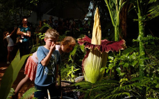 В Германии похитили самый вонючий цветок в мире — аморфофаллус титанический