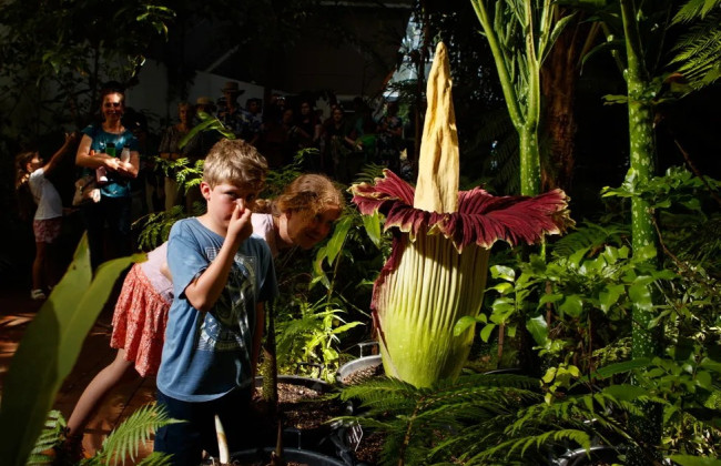 В Германии похитили самый вонючий цветок в мире — аморфофаллус титанический
