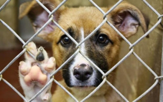 «Убивали и ели собак» — в Хмельницкой области расследуют дело жестокого обращения с животными