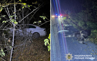 На Хмельниччині автомобіль автомобіль збив лося – водій та тварина загинули на місці