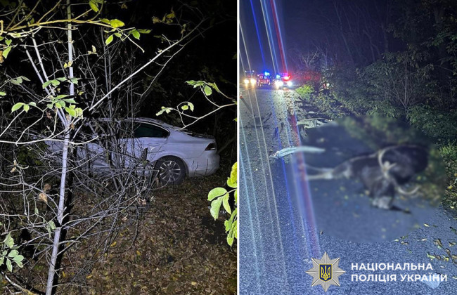 В Хмельницкой области автомобиль сбил лося – водитель и животное погибли на месте