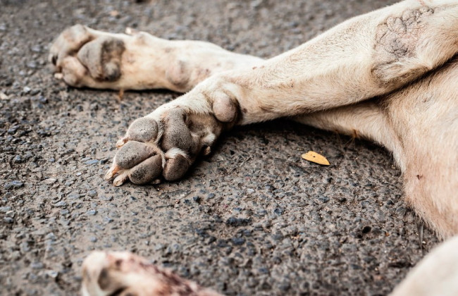 В Виннице возле больницы имени Пирогова обнаружили мертвых собак — делом занялись правоохранители