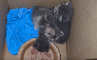 В Киеве спасатели достали трех котят из-под завалов — ГСЧС, видео