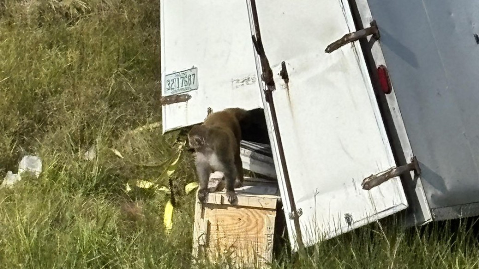 В США после ДТП убежали лабораторные обезьяны — полиция предупредила о риске заражения вирусами