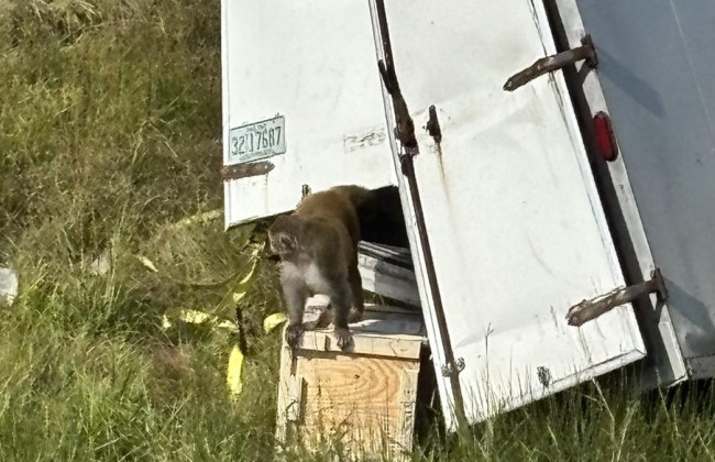 В США после ДТП убежали лабораторные обезьяны — полиция предупредила о риске заражения вирусами