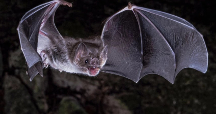 В Латинской Америке обнаружили новый коронавирус у летучих мышей – что известно