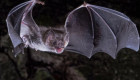 В Латинской Америке обнаружили новый коронавирус у летучих мышей – что известно