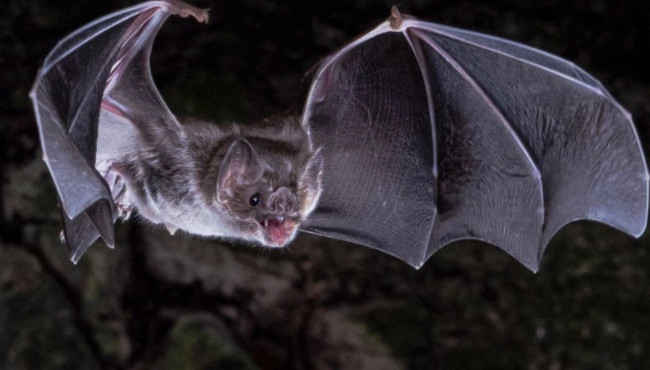 В Латинской Америке обнаружили новый коронавирус у летучих мышей – что известно