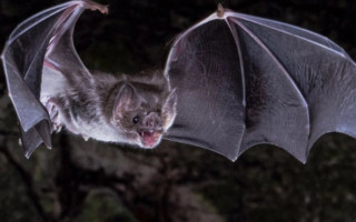 У Латинській Америці виявили новий коронавірус у кажанів – що відомо
