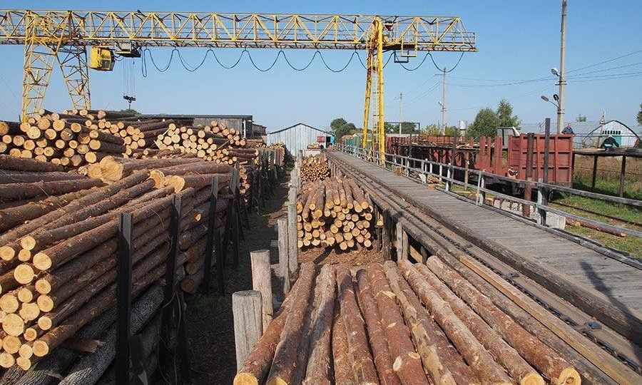 Кабмин временно запретил экспорт необработанной древесины — Свириденко