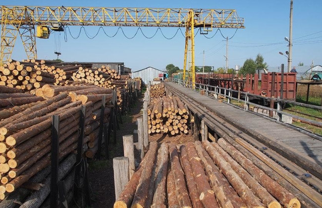 Кабмин временно запретил экспорт необработанной древесины — Свириденко