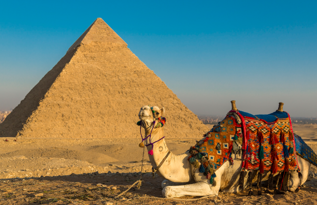 В Египте лошадей и верблюдов, катающих туристов у пирамид Гизы, заставляют работать до смерти — расследование
