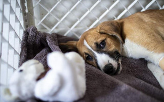 В Джакарте запретят продажу и употребление мяса собак и кошек — власти готовят новый закон