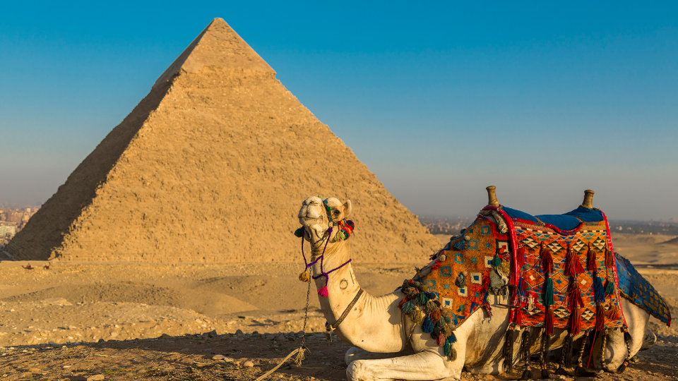 У Єгипті коней і верблюдів, які катають туристів біля пірамід Гізи, змушують працювати до смерті — розслідування