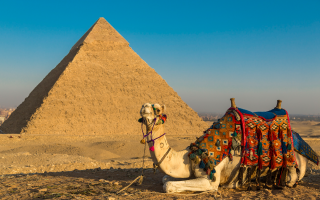 У Єгипті коней і верблюдів, які катають туристів біля пірамід Гізи, змушують працювати до смерті — розслідування