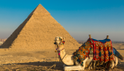 У Єгипті коней і верблюдів, які катають туристів біля пірамід Гізи, змушують працювати до смерті — розслідування