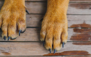 На Одещині чоловік вистрілив у собаку сусіда з рушниці й вивіз тіло в мішку — тварина загинула