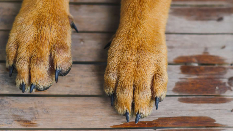 На Одещині чоловік вистрілив у собаку сусіда з рушниці й вивіз тіло в мішку — тварина загинула