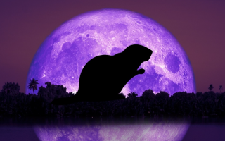 Бобровое полнолуние: над Украиной взойдет самая большая суперлуна за шесть лет — когда наблюдать