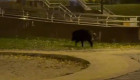В Киеве посреди парка заметили дикого кабана, видео