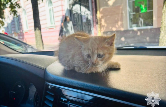 В Ужгороде полицейские спасли котенка из-под капота автомобиля