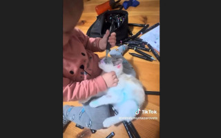 Во Львове дочь медика разрисовала кота фломастерами – за дело взялась полиция