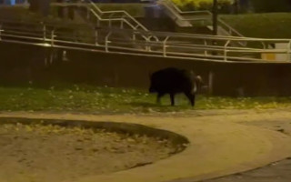 У Києві посеред парку помітили дикого кабана, відео