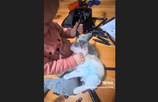 Во Львове дочь медика разрисовала кота фломастерами – за дело взялась полиция