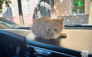 В Ужгороде полицейские спасли котенка из-под капота автомобиля
