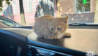 В Ужгороде полицейские спасли котенка из-под капота автомобиля