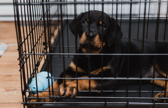 Конфіскація тварин крізь призму адміністративного права