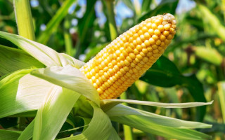 На Тернопільщині жінка вкрала 115 кг кукурудзи — як її покарали